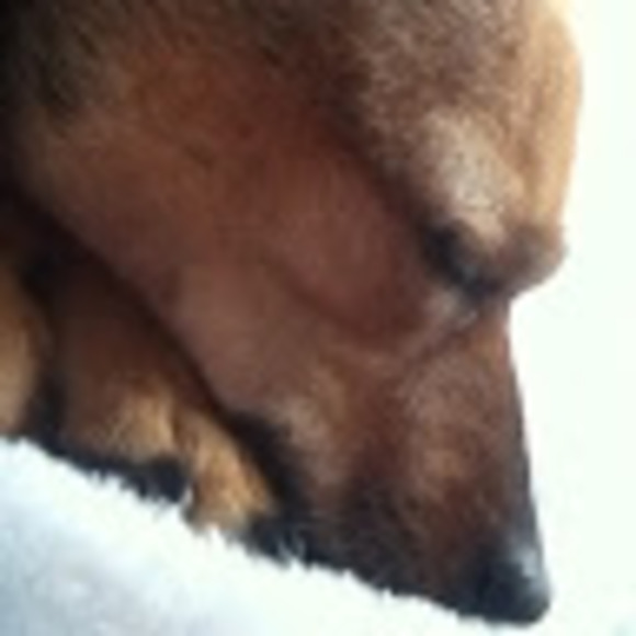 Meet your Posher, Greta - Picture 1 of 1